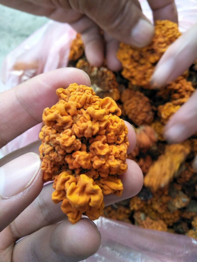 金耳陕西金耳量大原产地销售详谈