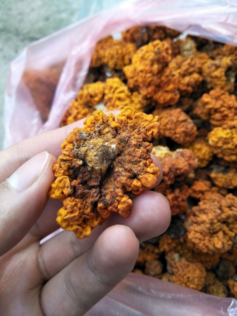金耳陕西金耳量大原产地销售详谈