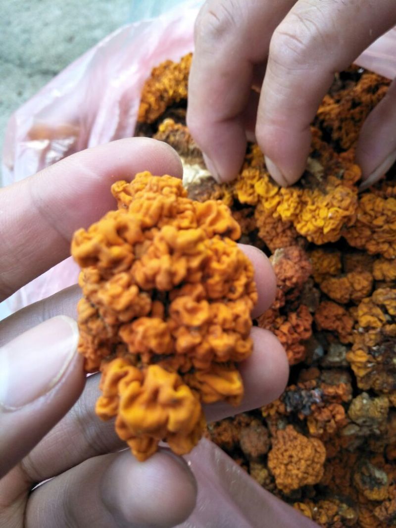 金耳陕西金耳量大原产地销售详谈