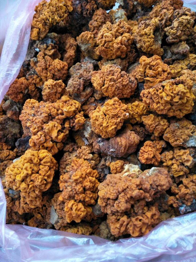 金耳陕西金耳量大原产地销售详谈