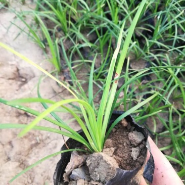 小叶麦冬苗