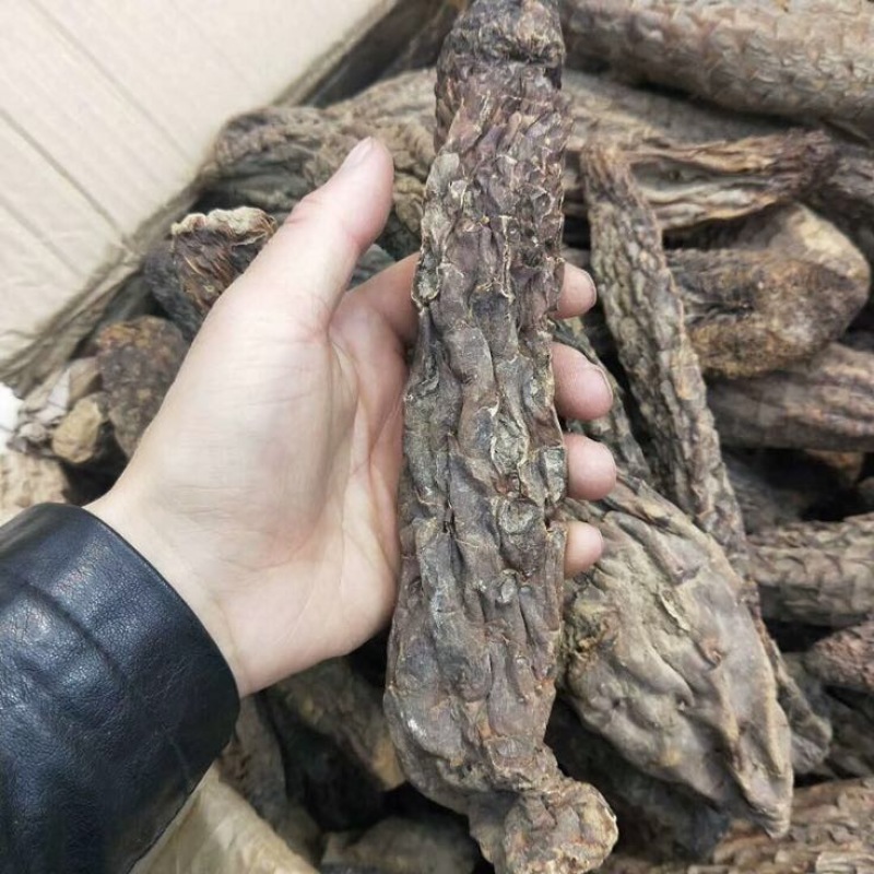 肉苁蓉