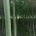 碧玉杨3-5CM