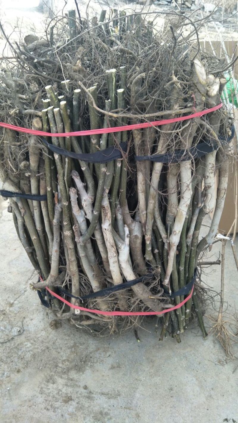 川早核桃苗1~2年薄皮核桃树苗实生核桃苗8518