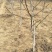 川早核桃苗1~2年薄皮核桃树苗实生核桃苗8518