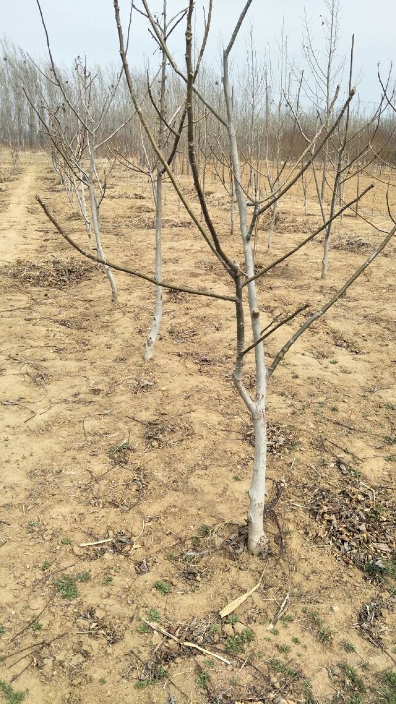 川早核桃苗1~2年薄皮核桃树苗实生核桃苗8518