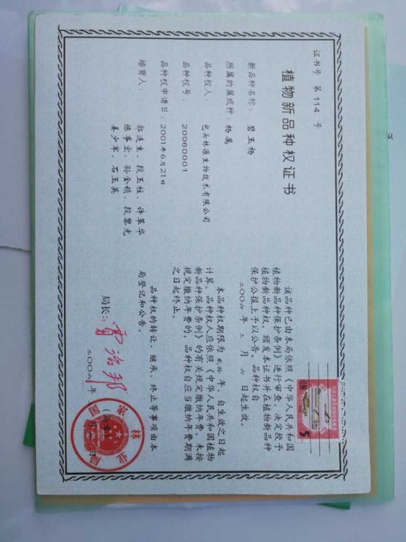 碧玉杨3-5CM