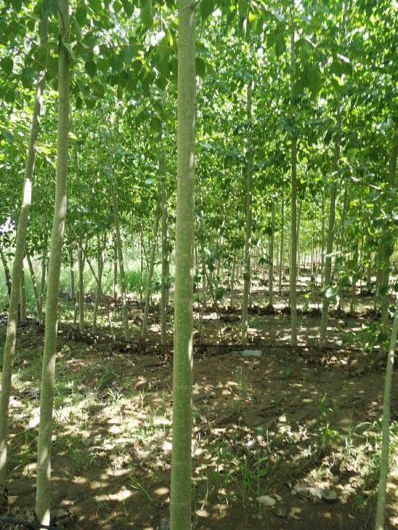 碧玉杨3-5CM