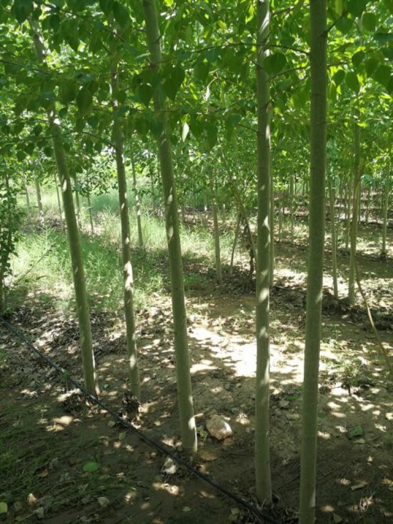 碧玉杨3-5CM