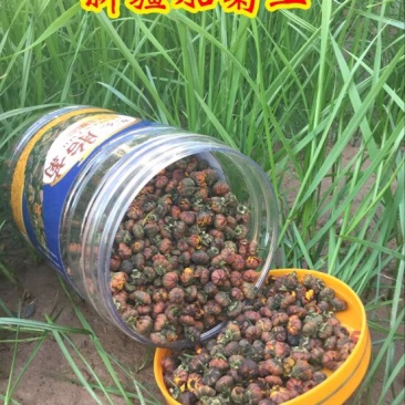 胎菊王罐装