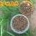 胎菊王罐装