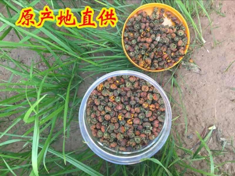 胎菊王罐装