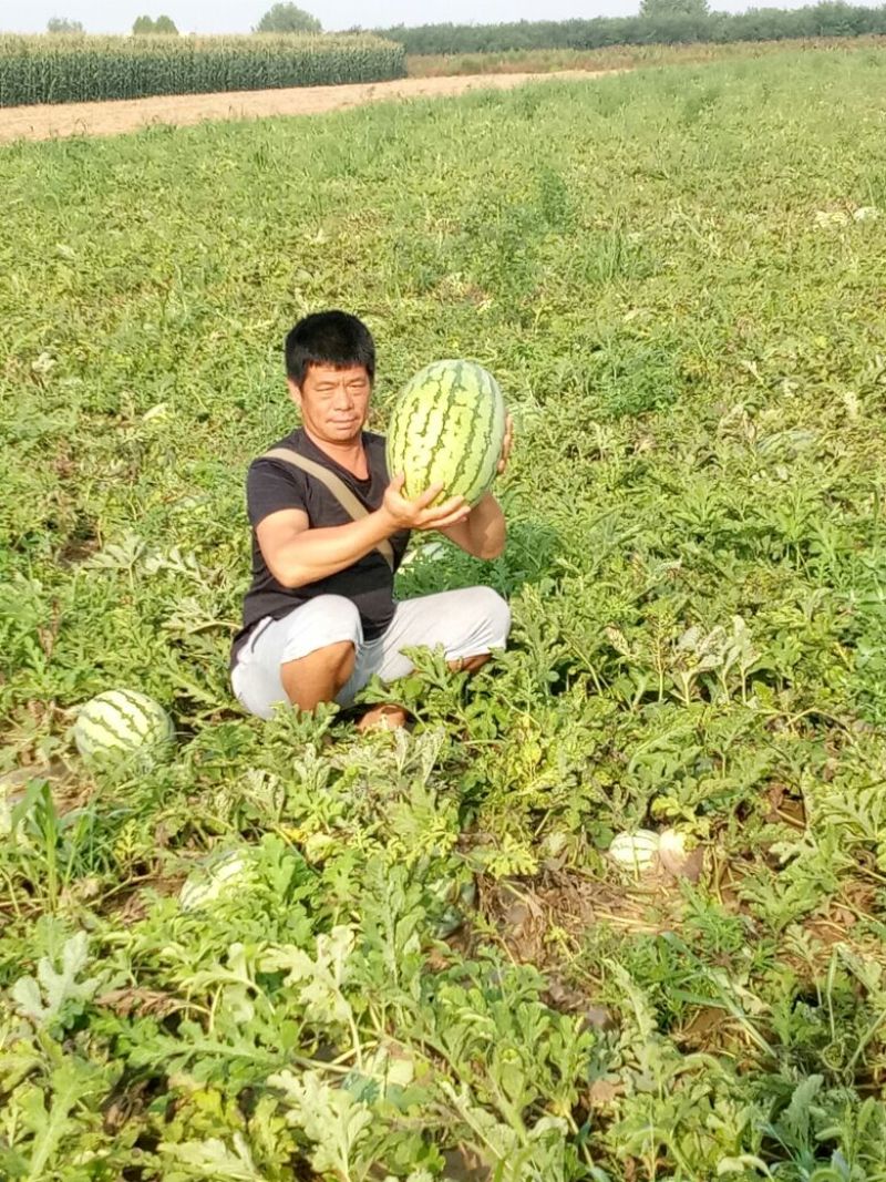 宁夏西沙瓜