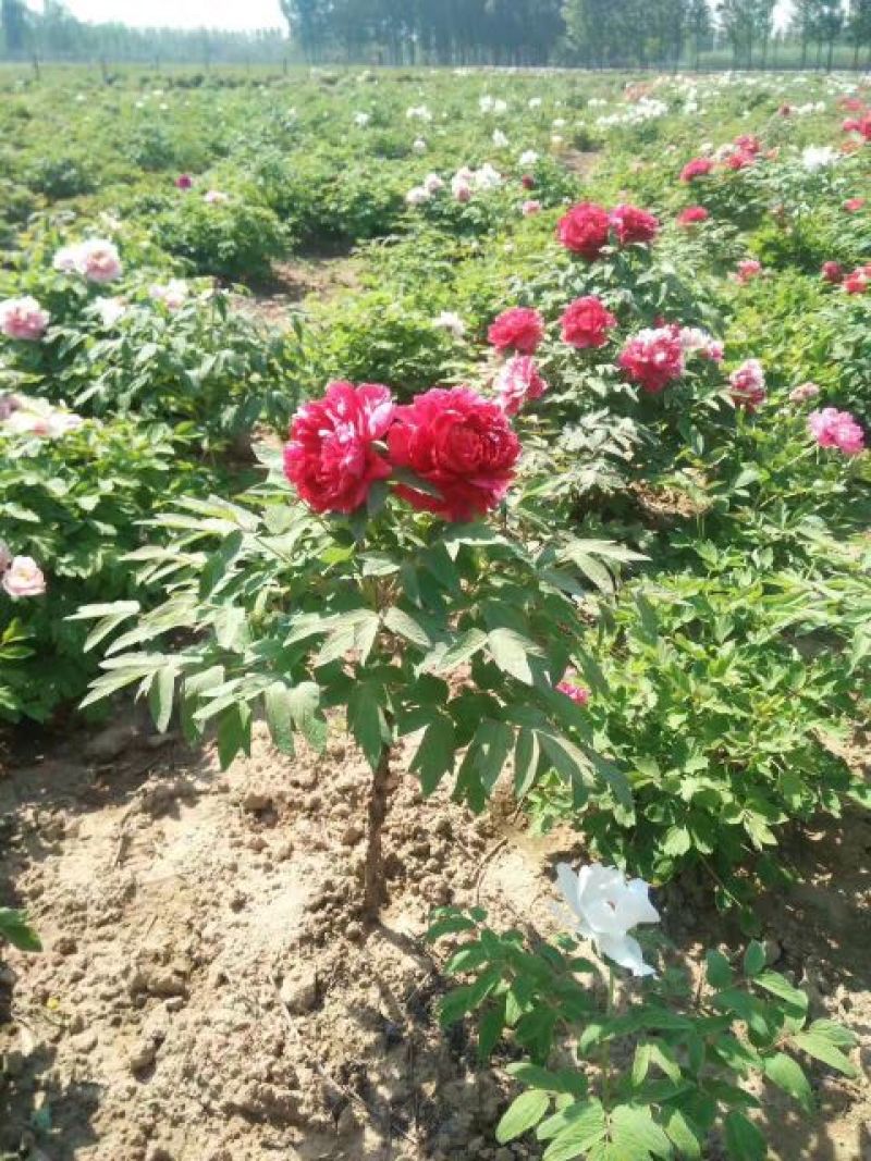 【热卖推荐】牡丹花，基地直供，保品种，保成活，现要现挖
