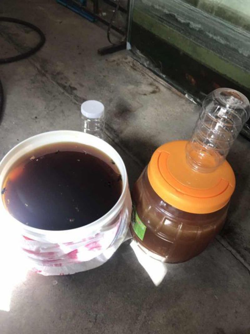 缅甸原始森林土蜂蜜