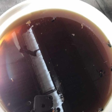 缅甸原始森林土蜂蜜