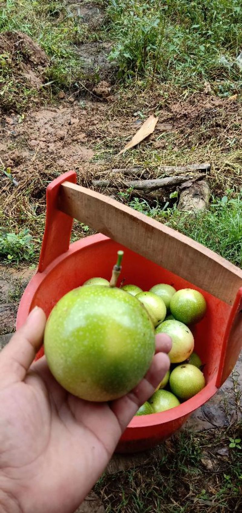 黄金百香果【芭乐味】纯甜不酸5斤大果