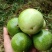 黄金百香果【芭乐味】纯甜不酸5斤大果