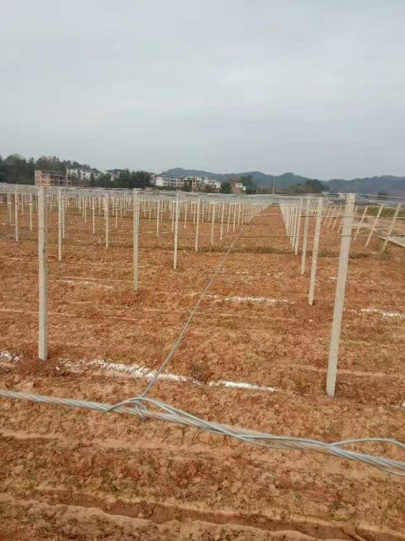 长期供应各种水瓜果所需要的水泥立柱
