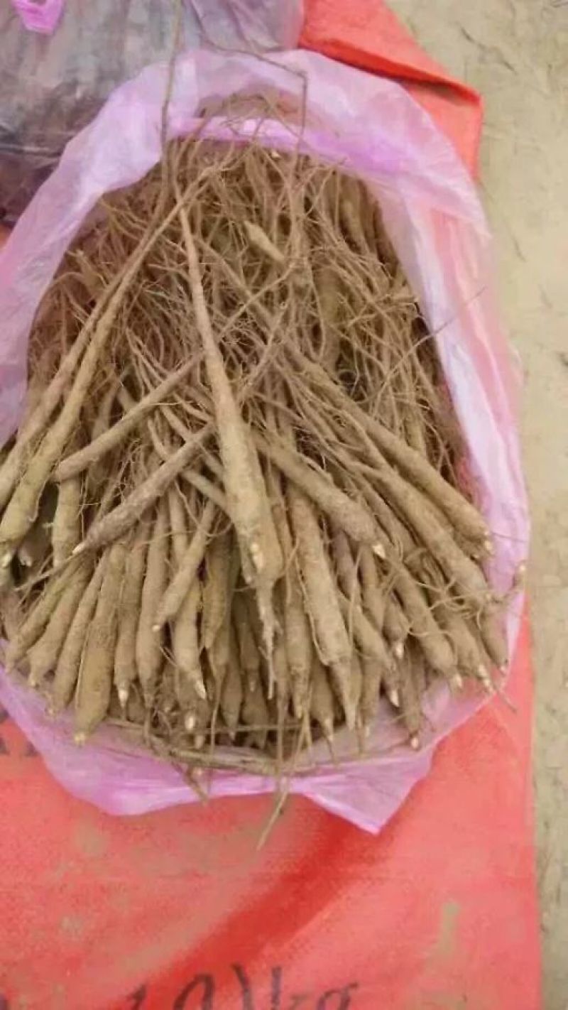 赤芍苗，芍药苗，基地直销，一手货源，品质有保证，量大从优