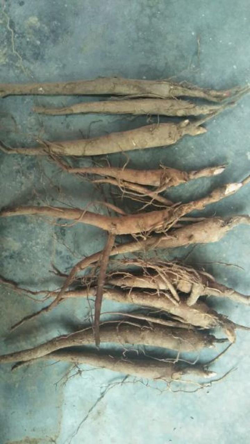 赤芍苗，芍药苗，基地直销，一手货源，品质有保证，量大从优