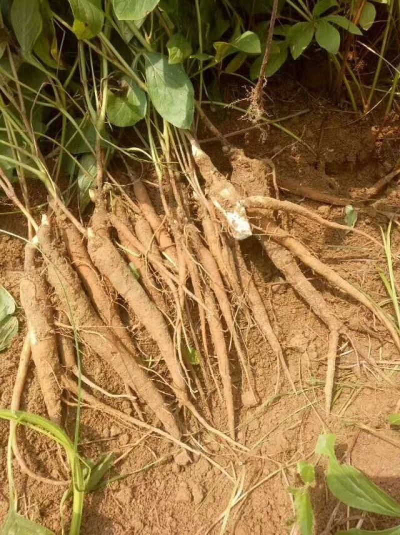 赤芍苗，芍药苗，基地直销，一手货源，品质有保证，量大从优