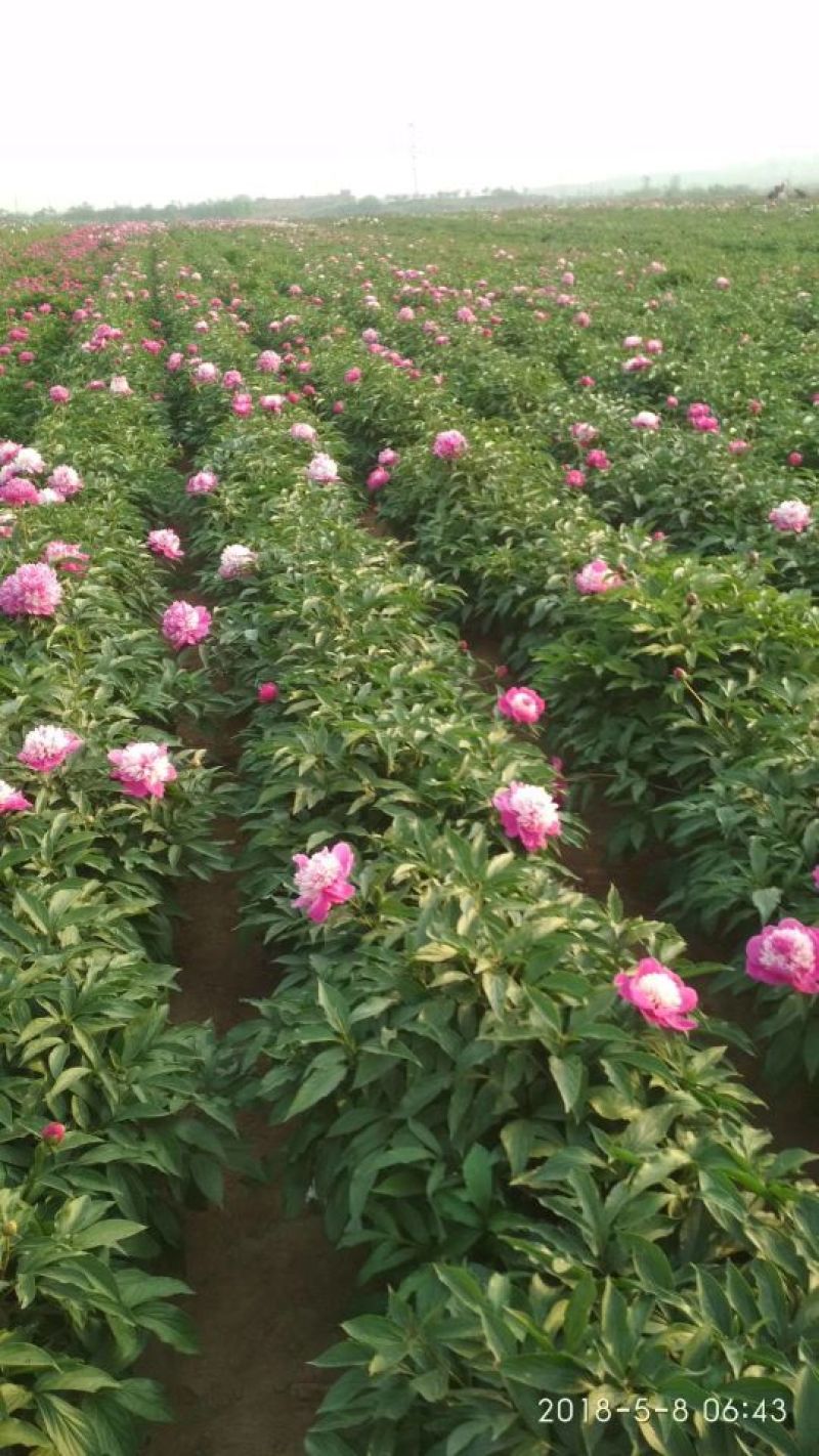 【热卖推荐】精品观赏芍药，几十个品种，现要现挖