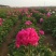 芍药花苗，菏泽基地销售，重瓣观赏芍药，保品种，现要现挖