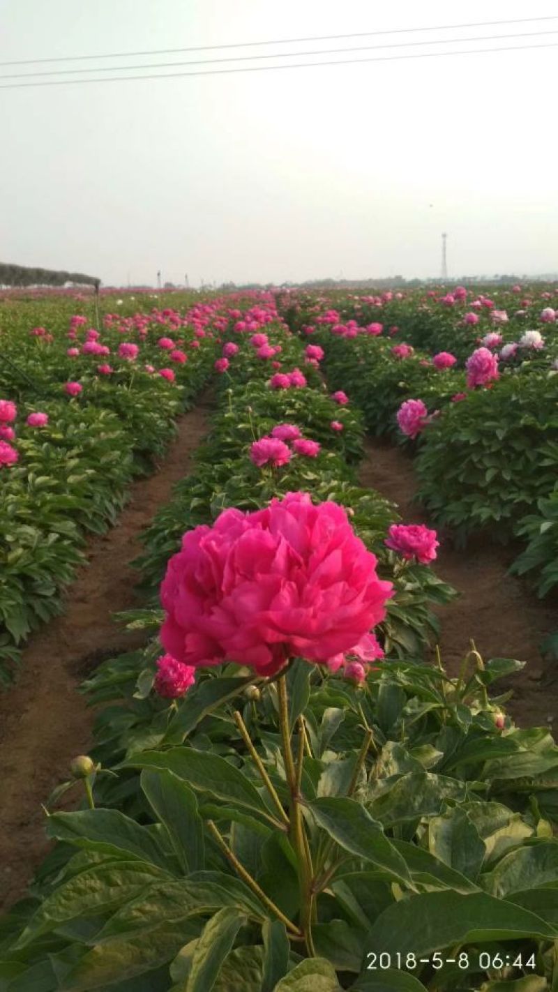芍药花苗，菏泽基地销售，重瓣观赏芍药，保品种，现要现挖