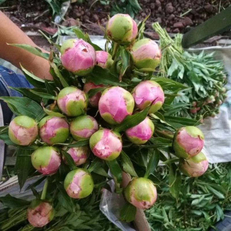 芍药花苗，菏泽基地销售，重瓣观赏芍药，保品种，现要现挖
