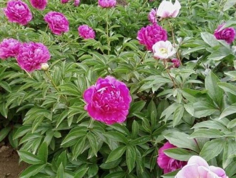 芍药花苗，菏泽基地销售，重瓣观赏芍药，保品种，现要现挖