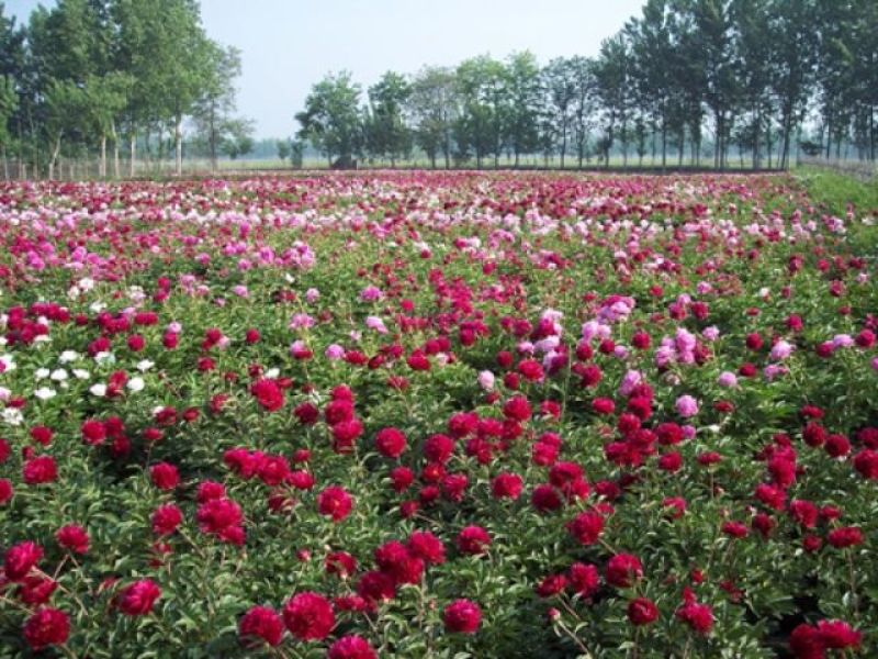 芍药花苗，菏泽基地销售，重瓣观赏芍药，保品种，现要现挖