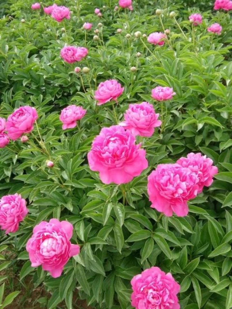 芍药花苗，菏泽基地销售，重瓣观赏芍药，保品种，现要现挖