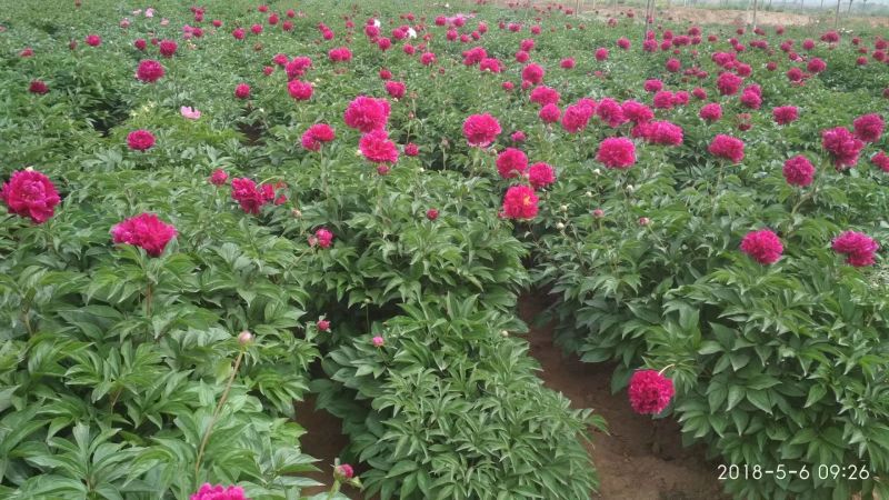芍药花苗，菏泽基地销售，重瓣观赏芍药，保品种，现要现挖