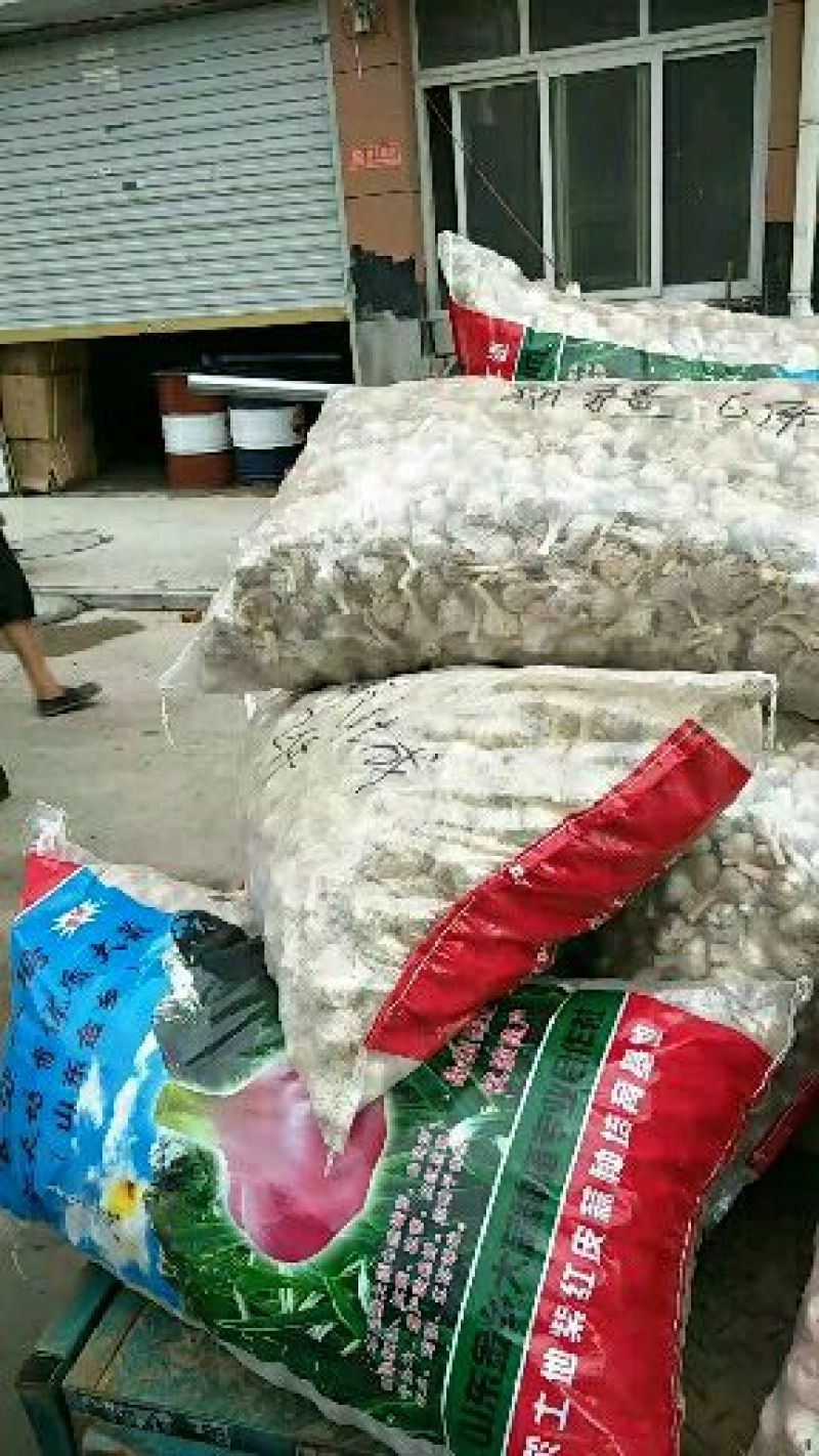 早熟太空大蒜种子蒜苗种子精挑细选，保证质量