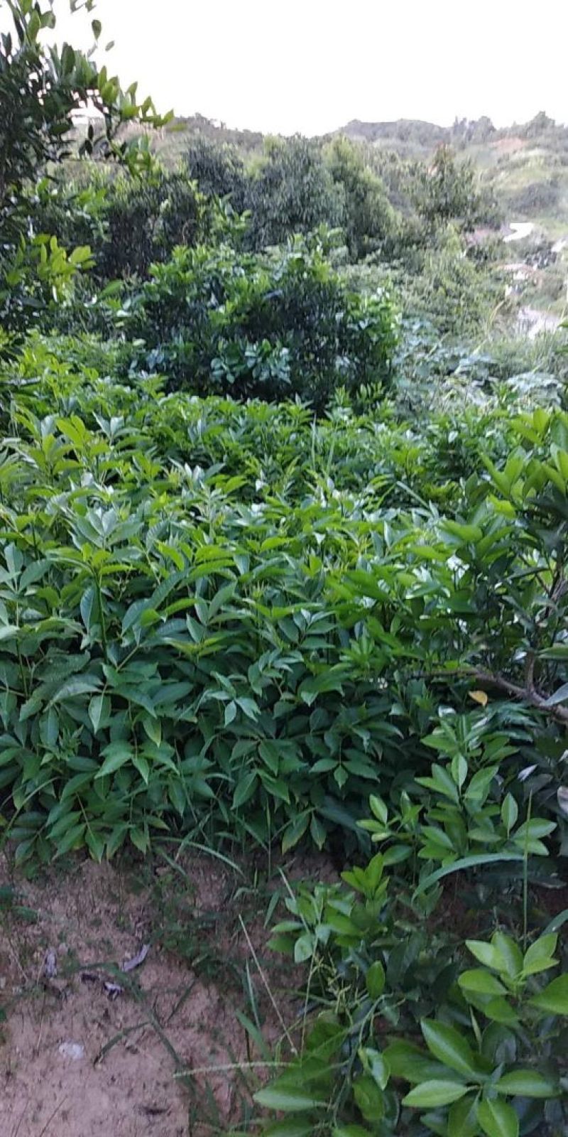 吴茱萸