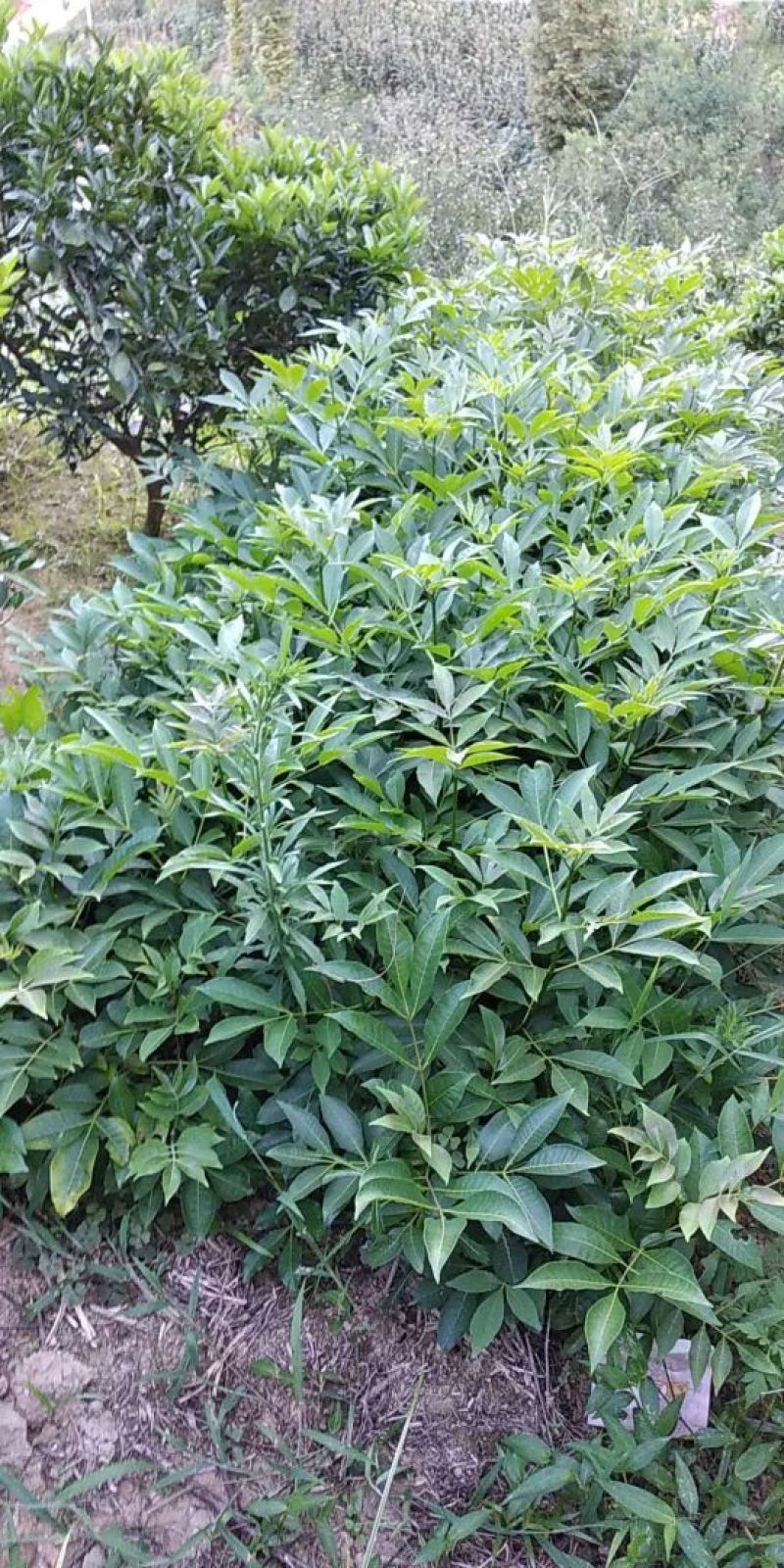吴茱萸