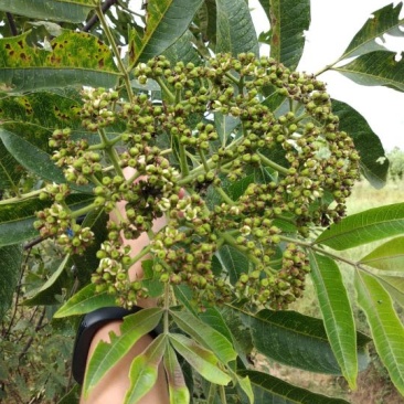 吴茱萸