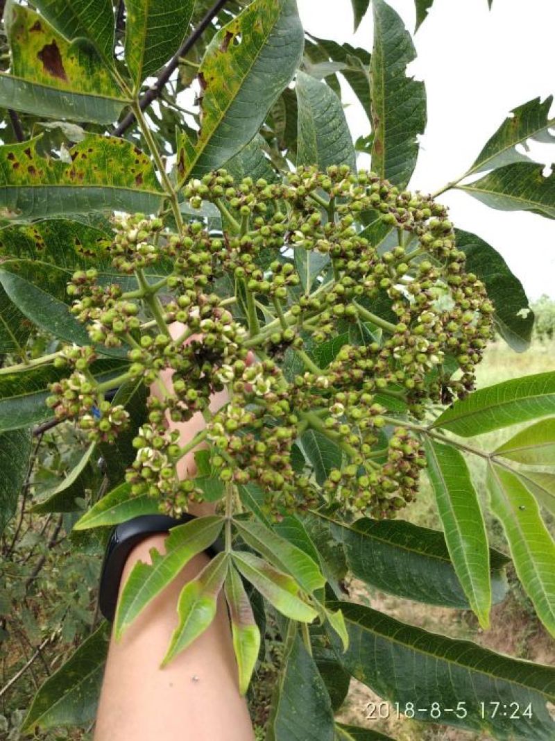 吴茱萸