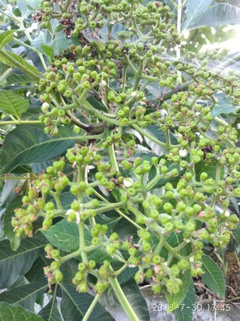 吴茱萸