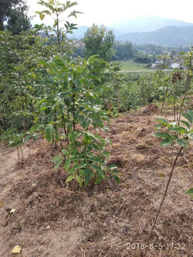吴茱萸