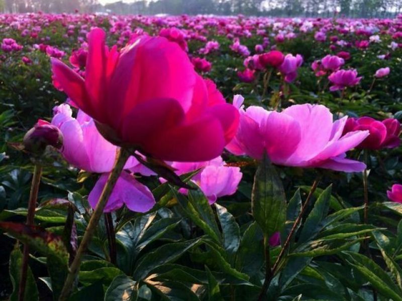 芍药苗，赤芍苗，基地直供，保品种，保成活，包回收