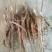 芍药苗，赤芍苗，基地直供，保品种，保成活，包回收