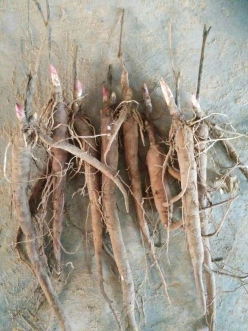 芍药苗，赤芍苗，基地直供，保品种，保成活，包回收