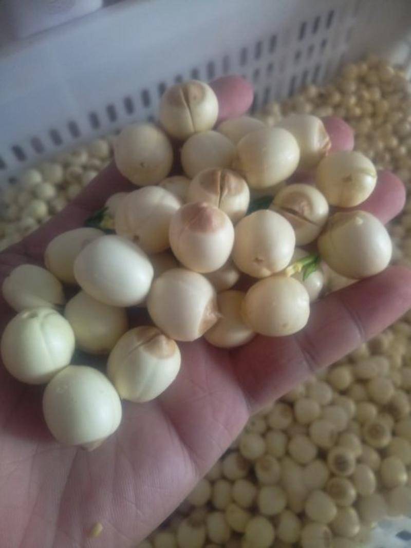新鲜去芯白莲子，去心了的莲子米，湿的鲜白莲