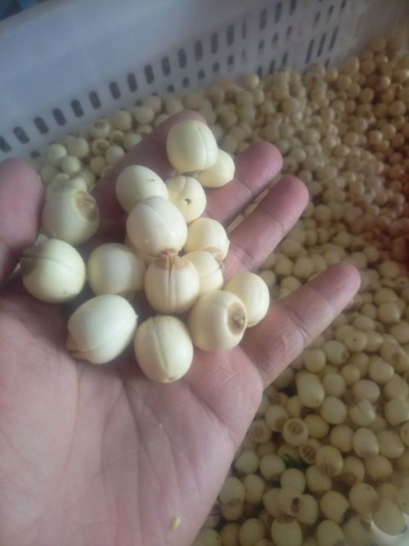 新鲜去芯白莲子，去心了的莲子米，湿的鲜白莲