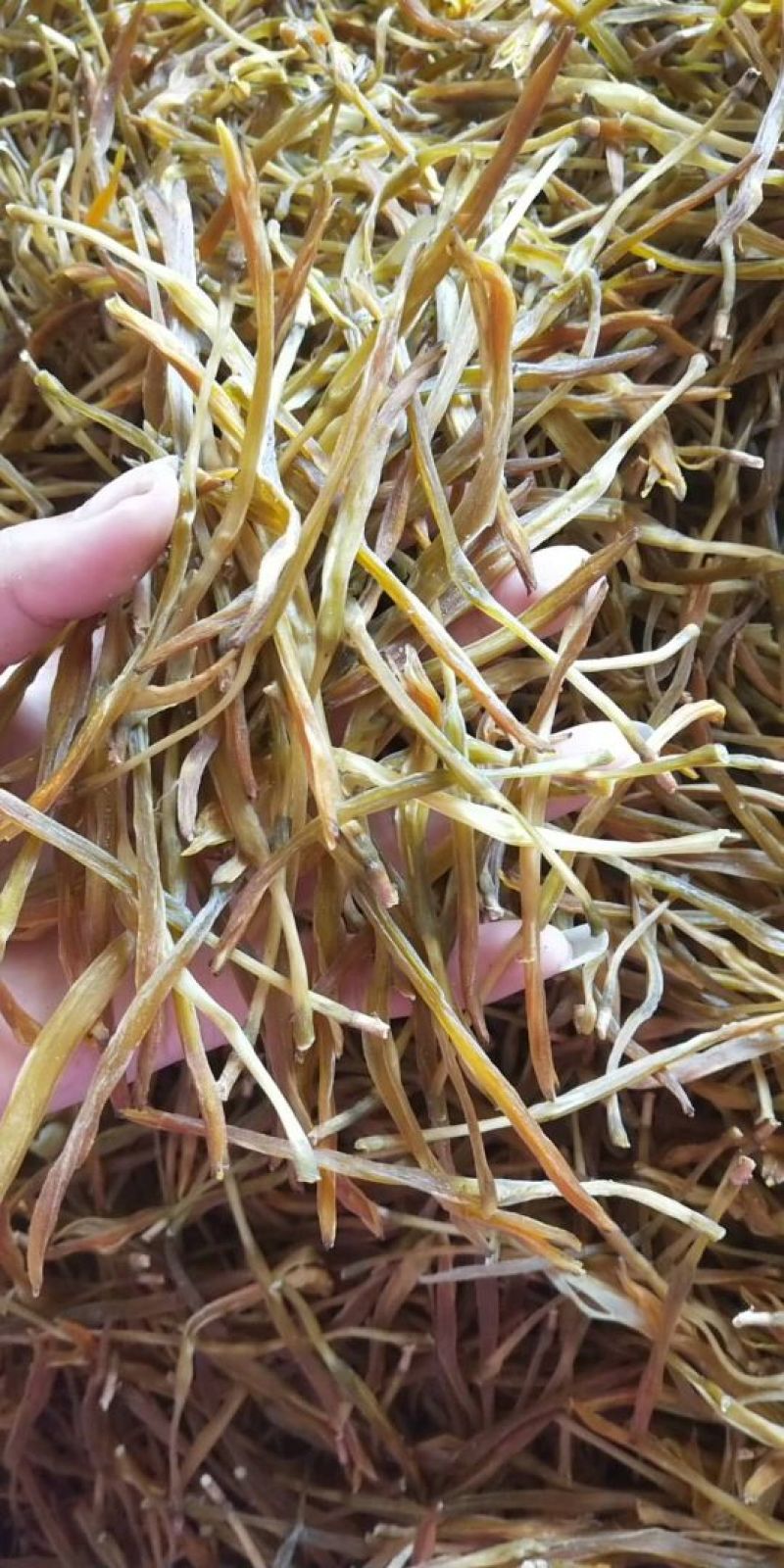 陕西富平干黄花菜《新货》需要的联系