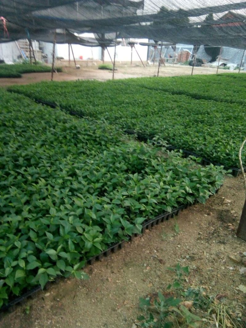 吉赛拉大樱桃占木小苗