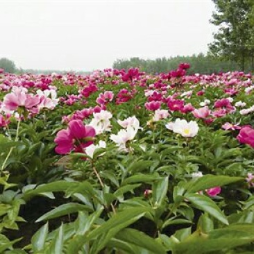 赤芍苗,白芍苗,1——3年苗,基地直销,质量好,
