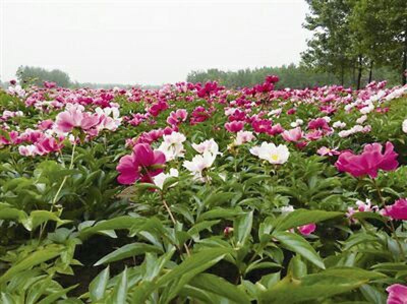 赤芍苗，白芍苗，1——3年苗，基地直销，质量好，